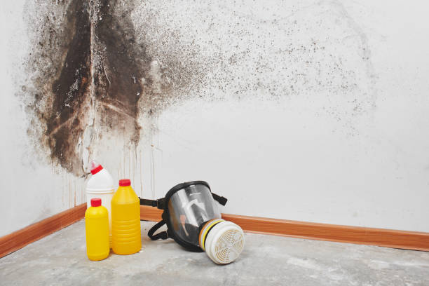 Best Mold Testing  in Franklin, WI