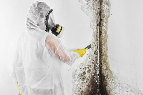 Best Mold Removal Company Near Me  in Franklin, WI