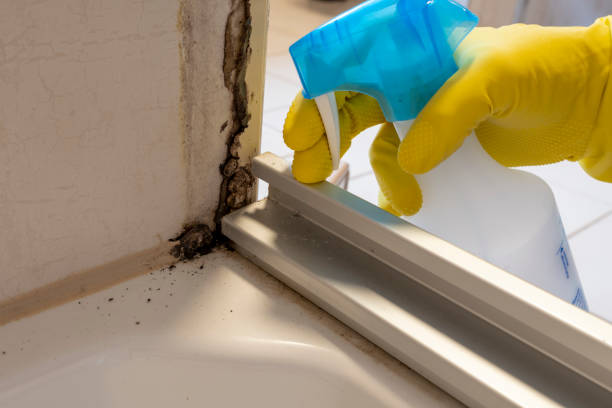 Best Toxic Mold Removal  in Franklin, WI