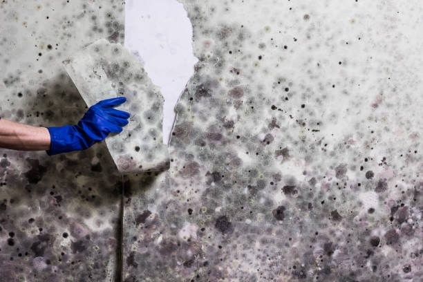 Attic Mold Removal in Franklin, WI