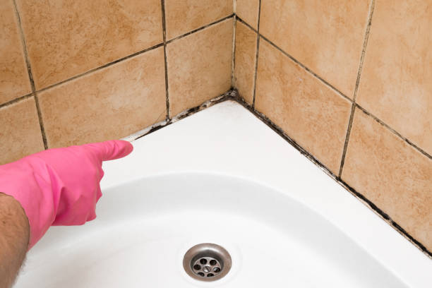 Best Mold Damage Repair  in Franklin, WI